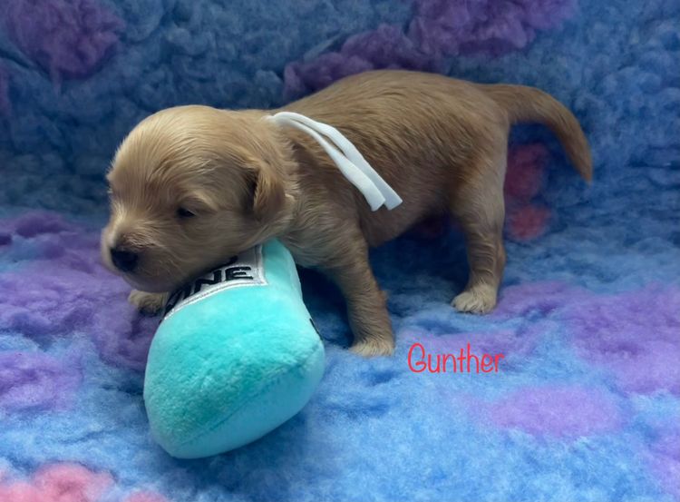 Boutique Pomeranians and Oodles - Moodle (Maltipoo)