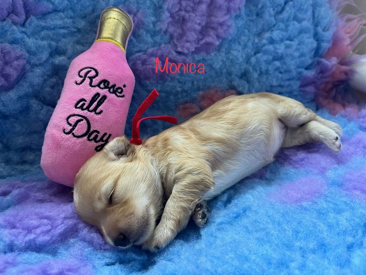 Boutique Pomeranians and Oodles - Moodle (Maltipoo)