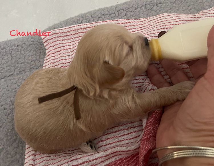 Boutique Pomeranians and Oodles - Moodle (Maltipoo)