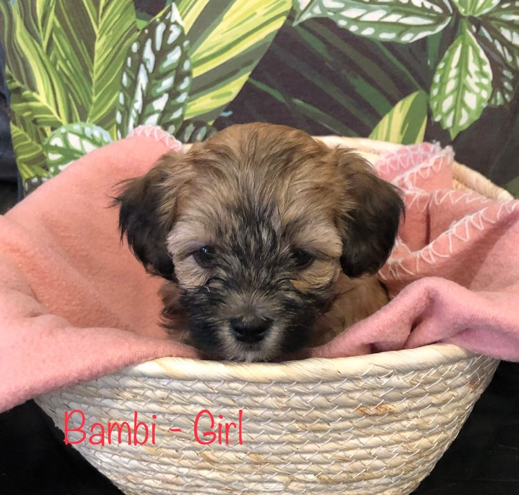 Boutique Pomeranians and Oodles - Moodle (Maltipoo)