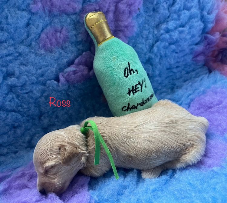 Boutique Pomeranians and Oodles - Moodle (Maltipoo)