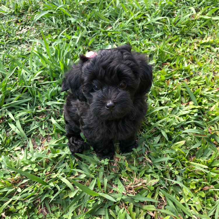 Boutique Pomeranians and Oodles - Moodle (Maltipoo)