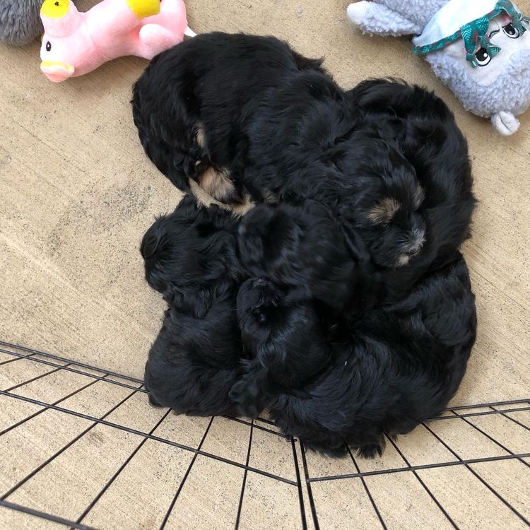 Boutique Pomeranians and Oodles - Moodle (Maltipoo)