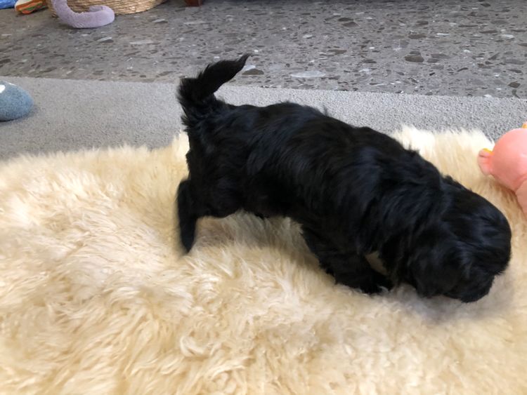 Boutique Pomeranians and Oodles - Moodle (Maltipoo)
