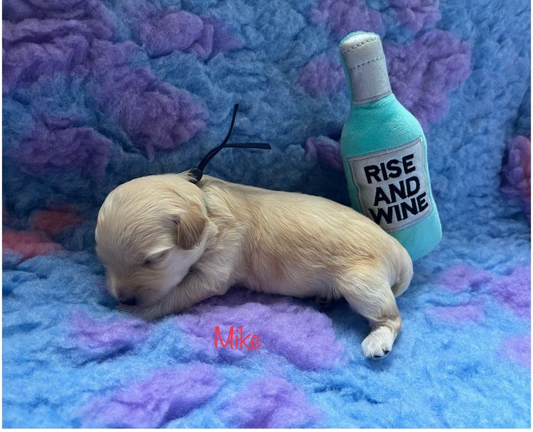 Boutique Pomeranians and Oodles - Moodle (Maltipoo)