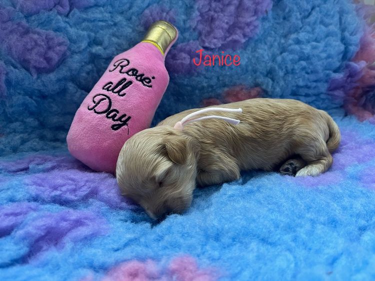 Boutique Pomeranians and Oodles - Moodle (Maltipoo)