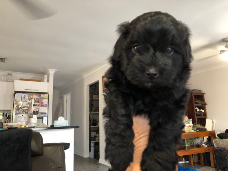 Boutique Pomeranians and Oodles - Moodle (Maltipoo)