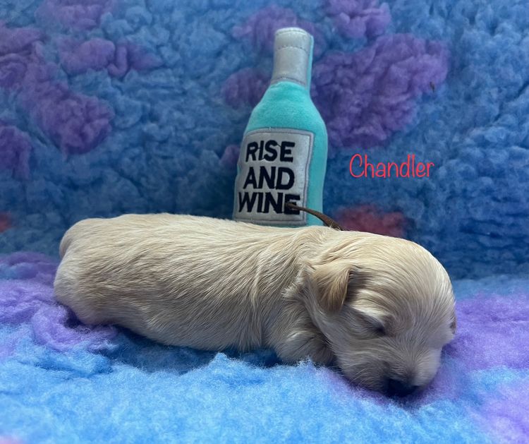 Boutique Pomeranians and Oodles - Moodle (Maltipoo)