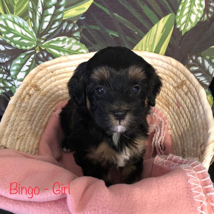 Boutique Pomeranians and Oodles - Moodle (Maltipoo)