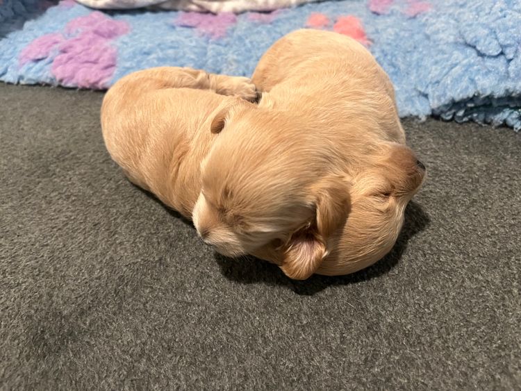 Boutique Pomeranians and Oodles - Moodle (Maltipoo)