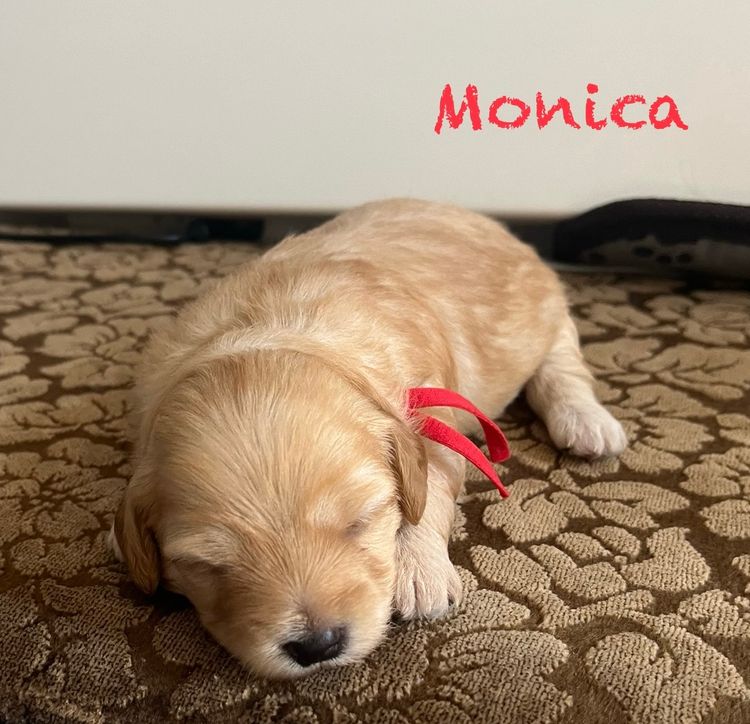 Boutique Pomeranians and Oodles - Moodle (Maltipoo)