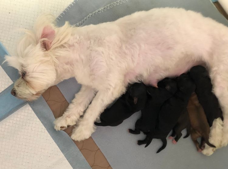 Boutique Pomeranians and Oodles - Moodle (Maltipoo)