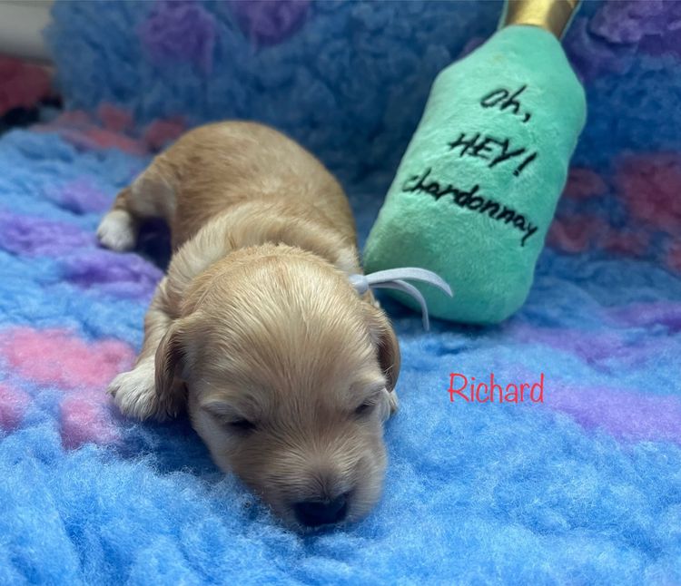 Boutique Pomeranians and Oodles - Moodle (Maltipoo)