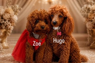 Hugo x Zoe - July Litter 2026