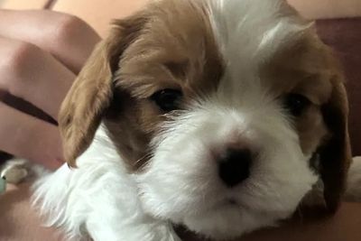 Miley - December Litter 2026