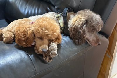 Leo x Thelma - August Litter 2026