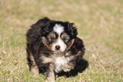 Levi x Ebony - Jun Litter 2026