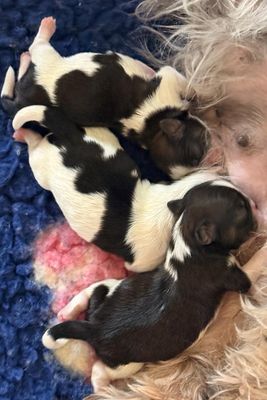 June Litter 2026