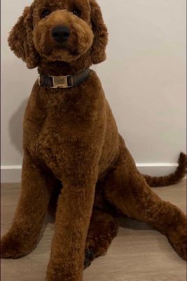 Zara Standard litter