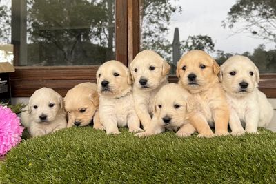 June Litter 2026