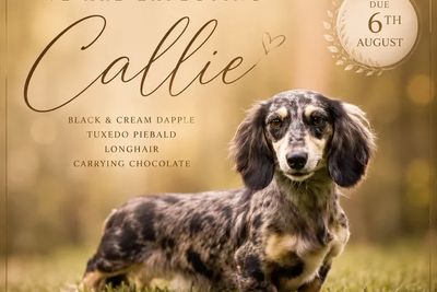 Sire 1  x Callie - Aug Litter 2026