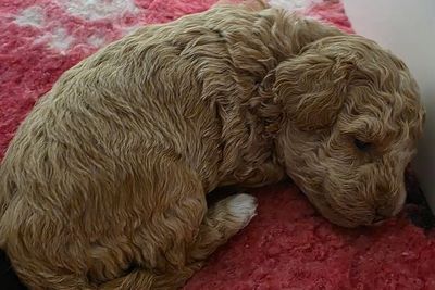 Nala's July Litter 2026