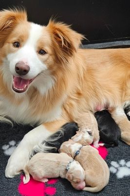 Bahlu  x Beth  - Jun Litter 2026