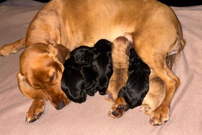 Clover - Sep Litter 2026