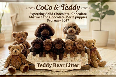 🧸Teddy Bear Litter 