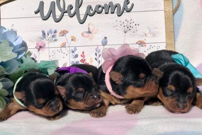 Murphy x Aggie (Agapanthus) - Oct Litter 2026
