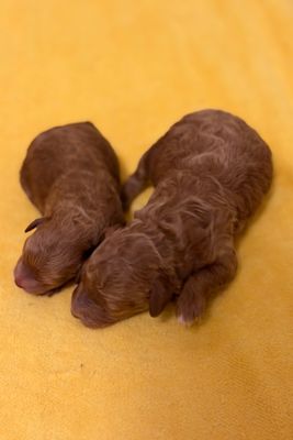 Apr Litter 2026
