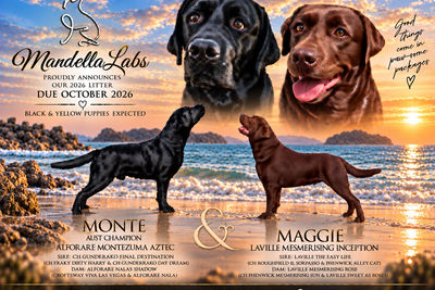 Monte x Maggie - Oct Litter 2026