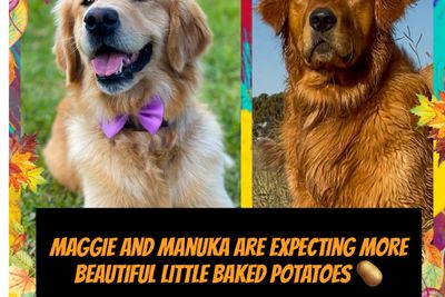 Mazel's Manuka x Mazel's Maggie - August Litter 2026