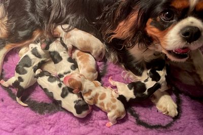 Machi x Millie - July Litter 2025