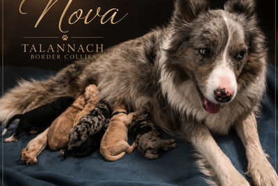 Murphy x Nova  - May Litter 2026