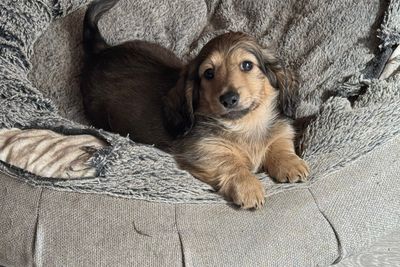 Prince x Coco - Jul Litter 2026