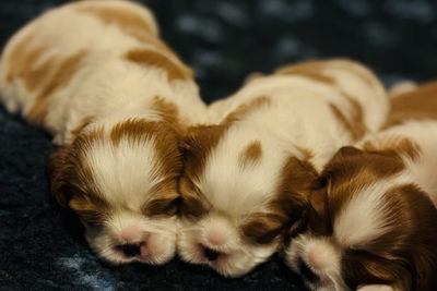 Leo x Evie - Jun Litter 2025