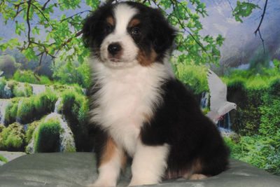 Amber x Benji - Jul Litter 2026