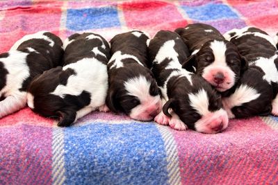 Captain x Annie - Sep Litter 2026