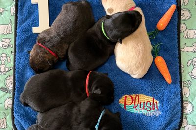 Cappy x Moira - Aug Litter 2026