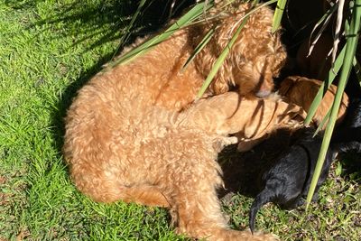 Whiskey  x Koda - July Litter 2026