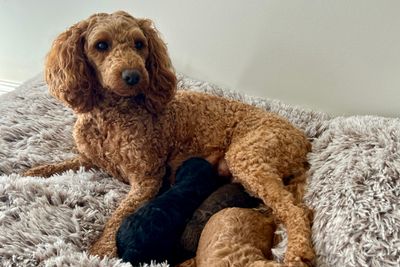 Milo x Rosie - September 2026
