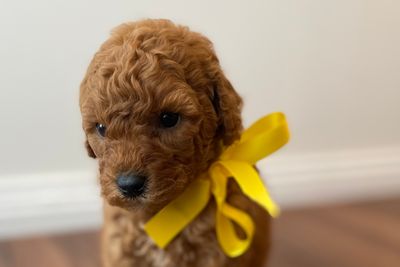 Milo x Rosie - Oct Litter 2026
