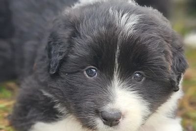 Sasha x Dasha - Sep Litter 2026