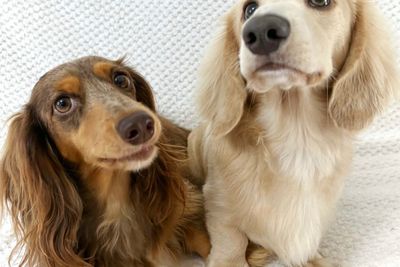 Ollie  x Bonnie - September Litter 2026