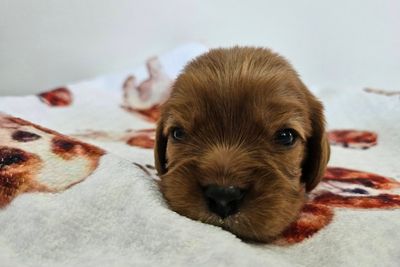 Jordy x Kenzie - Aug Litter 2026