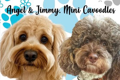 Jimmy x Angel - Aug Litter 2026