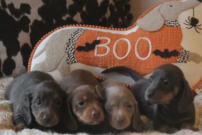 Snoopy x Dolly P - Aug Litter 2026