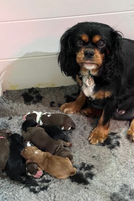 Rex - Jul Litter 2026