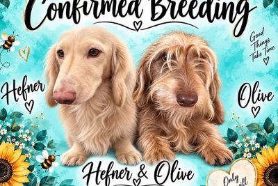 Hefner  x Olive - September Mating 2026
